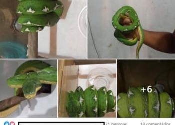 ‘It shouldn’t be that easy’: inside the illegal wildlife trade booming on social media