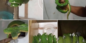 ‘It shouldn’t be that easy’: inside the illegal wildlife trade booming on social media