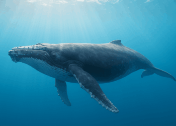 Fourth of July Whale Consolidates 40,000 BTC Into One Address — What’s Next for Billions in Bitcoin?