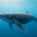 Fourth of July Whale Consolidates 40,000 BTC Into One Address — What’s Next for Billions in Bitcoin?