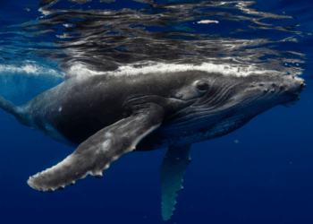 Fourth of July OG Whale Strikes Again: Another 10,000 BTC Moved as 30,000 Still Sit Idle