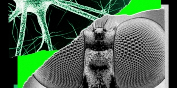 I Trained a Fly’s Brain to Generate WIRED Story Ideas