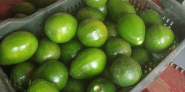 From ‘dog fruit’ to darling: India’s avocado boom