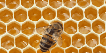In 1984, NASA Sent 3,301 Bees to Space and They Built Comb in Seven Days