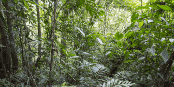 Sixteen Years After 12,000 Tons of Orange Peels, a Costa Rica Forest Grew Back