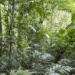 Sixteen Years After 12,000 Tons of Orange Peels, a Costa Rica Forest Grew Back
