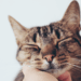 Your Cat’s Unique Vocalization May Mimic the Sound of an Infants Cry